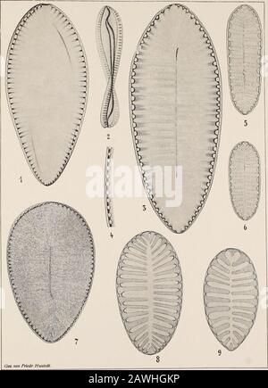 Atlas der Diatomaceen-Kunde . Gez. von Friedr. Hustedt Vorläufige Erläuterungen zu Dr. A. Schmidts Atlas der Diatomaeeenkunde. Tafel 356. Herausgegeben von Friedrich Hustedt, Bremen. Juni 1922. Vergrößerung 1000 fach, wenn nichts bemerkt. 1-7. Tanganjikasee. Siehe 353,2-«. 1, 2 (580/i). Surirella subcontorta nov. spec. 3, 4. S. Debesi nov. spec. Herrn Prof. Dr. E. Uebes, Leipzig, gewidmet. In der Regel finden sich zwischen den Fenstern kleine Knötchen (Abb. 4, rudimentäre Fensterchen?), bei einzelnenExemplaren (Abb. 3) fehlen sie vollständig, während sie bei anderen nur t.ilw.ise ausgebildet s Stock Photo