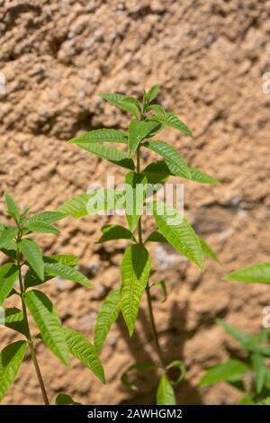 Lemon Verbena herbal plant growing in the sun in front of a brown wall. Stock Photo