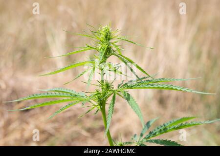 Top view of marijuana plant (Cannabis Sativa) with bud and leaves growing outdoors in the summer sun. Stock Photo