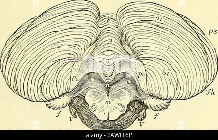 Quain's elements of anatomy . om the white substance of the central partof the cerebellum. It is less e^isily displayed than the superior velum,being concealed by a part of the cerebellum, which is attached to itsunder or posterior surface. It will be further noticed in tlie descriptionof the cerebellum. THE CEKEBELIiUM. The cerebellmn or hinder brain (fig. 276) consists of two lateral Iwni-splieres joined together by a median portion called, from the peculiar ap-pearance caused by the transverse furrows or ridges upon it, the wormor vermiform j^irocess. This is seen on the under surface in th Stock Photo