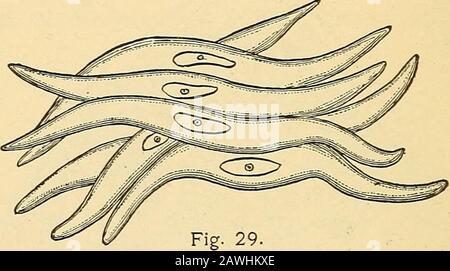 Anatomy, physiology and hygiene . Non-striated Fibres of Involuntary ...