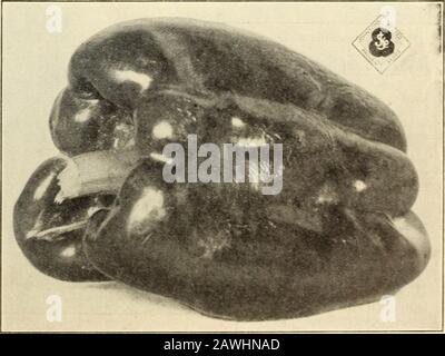 Johnson's garden & farm manual : 1910 . 4 oz.,25c.; oz., 45c.; X lb., $1.25;lb., $4 50. PHOTOGRAPH OF AN AVERAGE SPECIMEN JOHNSONS RUBY GIANT PEPPER.. 14 JOHNSON SEED COMPANY Stock Photo