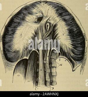 The anatomist's vade mecum : a system of human anatomy . roprium, is a tendinousarch thi-own across the psoas magnus muscle as it emerges from thechest. It is attached by one extremity to the base of the transverseprocess of the first lumbar vertebra, and by the other is continuouswith the tendon of the lesser muscle opposite the body of the second. The tendinous centre of the diaphragm is shaped like a trefoil leaf,of which the central leaflet points to the ensiform cartilage, and is thelargest; the lateral leaflets, right and left, occupy the correspondingportions of the muscle; the right be Stock Photo