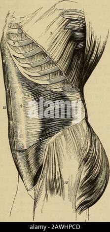 The anatomist's vade mecum : a system of human anatomy . of its extent it is inserted into thecrest of the os pubis and linea alba. The lower fourth of its aponeu-rosis passes in front of the rectus to the linea alba; the upperthree-fourths, with the posterior lamella of the internal obliquebehind it. The posterior aponeurosis of the transversalis divides into threelameUse;—anterior, which is attached to the bases of the transverseprocesses of the lumbar vertebrae; middle, to the apices of the trans-verse processes; and posterior, to the apices of the spinous processes.The anterior and middle Stock Photo