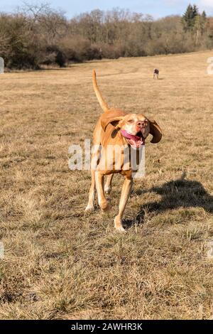 Hungarian hound (Vizsla) running on meadow. Hound. Faithful friend of man. Stock Photo