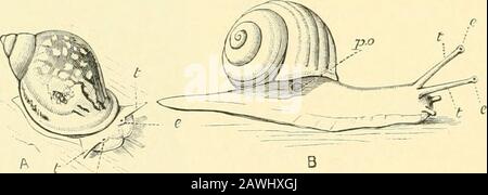 The Cambridge natural history . Fig. 5.âa, A Tectibrau-chiate Oi)isthobrauch,Umlirella m editerra-nca Lam., Naj^les: a,anus ; br, brauchia ; /,foot ; VI, mouth ; rh,liiiuopliores ; sh, shell. B, A Pteroi^od, Jlya-laea tridentata Forsk.,Naples : sh, shell ; I, I,swimming lobes of foot. C, A Nudibranchi-ate Opisthobranch, Ae-olis iMTcgrina, Naples : f, foot; c, cerata. Aplysia, Umhrella, and the whole group of PteroiJoda ; (h) JVudi-hranchiata, or sea slugs, which have no shell and no truectenidia, but breathe either by the skin, or l;)y cerata orpapilliform organs prominently developed on the b Stock Photo