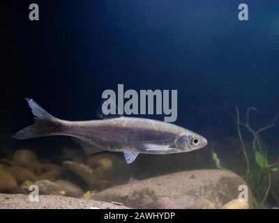 common-bleak-alburnus-alburnus-single-adult-in-tank-set-up