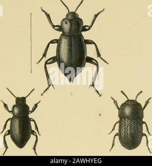 The Coleoptera of the British islandsA descriptive account of the families, genera, and species indigenous to Great Britain and Ireland, with notes as to localities, habitats, etc . Stock Photo
