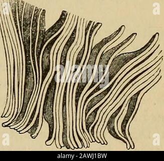 The anatomist's vade mecum : a system of human anatomy . y adherent, and distinctlongitudinal lines of junction maybe observed between them; theyalso sepaiate very easily when ma-cerated for some time. Besidesthe more usual separation of theultimate fibre into fibrils, it breakswhen stretched, into transversesegments [fig. 80], correspondingwith the dark lines of the stride,and consequently with the constric-tions of the fibrillse. When thisdivision occurs with the greatestfacility, the longitudinal lines are indistinct, or scarcely perceptible. * On the Minute Structure and Movements of Volun Stock Photo