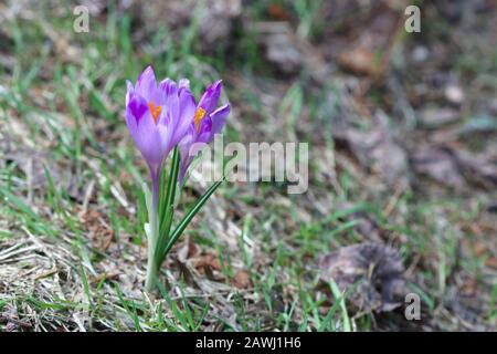 Beautiful double crocus blossoms grws in field in spring close up macro. Stock Photo