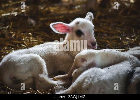 Cute white fluffy baby goat lying down on straw indoors Stock Photo