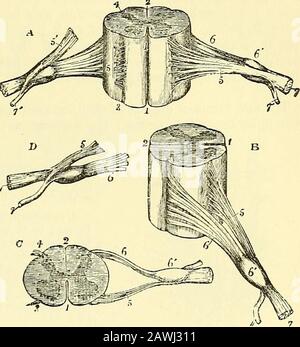 . Quain's elements of anatomy . the anterior roots spring from the ...