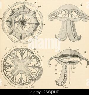 Text-book of comparative anatomy . The divisions of the Bopyri