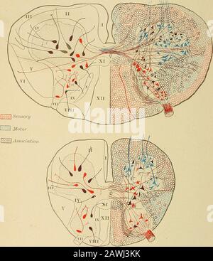A system of practical medicine . Section of the spinal cord, at the ...