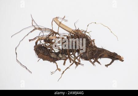 Dried Cypriol or Cyperus scariosis Root also known as Nutgrass in Hindi called Nagarmotha is riverbed plant native to India's Madhyapradesh state. Has Stock Photo