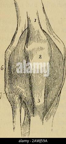 The anatomist's vade mecum : a system of human anatomy . ferent dii-ections. Thestrongest of these fasciculi is that whichis derived from the tendon of the semi-membranosus, it passesobliquely upwards and outwards from the posterior part of the innertuberosity of the tibia to the external condyle of the femur. Otheraccessory fasciculi are given off by the tendon of the popliteus and bythe heads of the gastrocnemius. The middle portion of the ligamentsupports the popliteal artery and vein, and is perforated by severalopenings for the passage of branches of the azygos articular artery andfor the Stock Photo