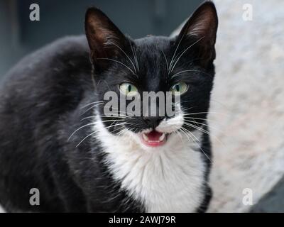 European short hair cat meowing, Felis catus Stock Photo