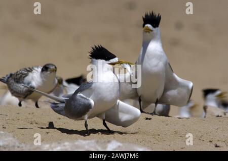 Greater Crested terns (Thalasseus bergii) and chicks (also called crested or swift terns) on the beach, coastal Western Australia. Stock Photo