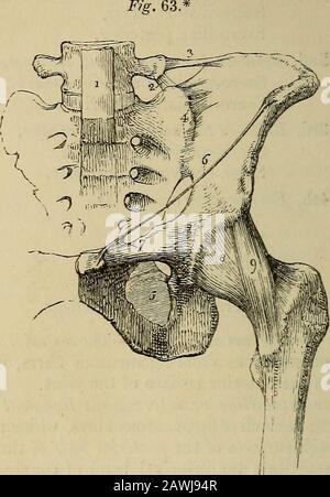 The anatomist's vade mecum : a system of human anatomy . e interosseous ligament. The anterior or auricular half is coatedwith cartilage, which is thicker on the sacrum than on the ilium. Thesurface of the cartilage is irregular, and provided with a very delicatesynovial membrane, which cannot be demonstrated in the adult,but is apparent in the young subject and in the female duringpregnancy. 2. Between the Sacrum and Ischium.—The anterior or lesser sacro-ischiatic ligament is thin, and triangular in form ; it is attached byits apex to the spine of the ischium; and by its broad extremity tothe Stock Photo