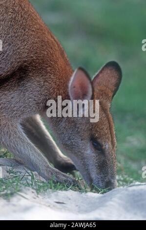 CLOSE-UP OF AN AGILE WALLABY GRAZING ON GRASS, STRADBROKE ISLAND, MORETON BAY ON QUEENSLAND'S GOLD COAST, AUSTRALIA. Stock Photo
