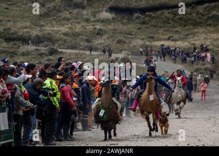 Quito, Ecuador. 08th Feb, 2020. Two llama riders fight for the first place in their category during the race, in which 25 boys and girls participated. The traditional Lama race in Llanganates National Park takes place in the province of Tungurahua at 4100 meters above sea level. Credit: Juan Diego Montenegro//dpa/17�Թ����� Live News Stock Photo