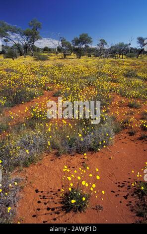 STUNNING DISPLAY OF YELLOW WILDFLOWERS , THE GREAT VICTORIA DESERT, WESTERN AUSTRALIA. Stock Photo