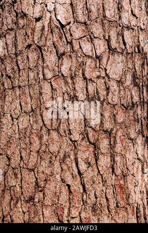 Close up rough texture of Merkus pine or Sumatran (Pinus merkusii Jungh. & de Vriese). wood bark with many cracks background Stock Photo
