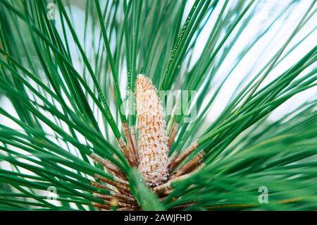 Close up Leaves of Merkus pine or Sumatran pine (Pinus merkusii Jungh. & de Vriese). greenery plant of Phu Kradueng mountain in Thailand Stock Photo