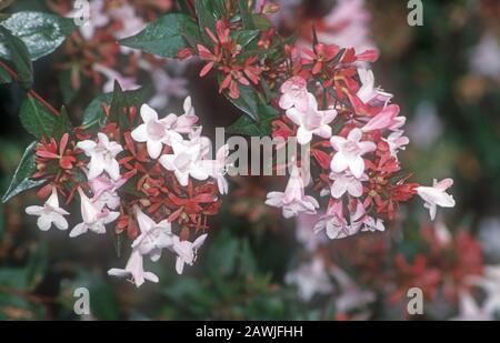 GLOSSY ABELIA (ABELIA GRANDIFLORA) Stock Photo