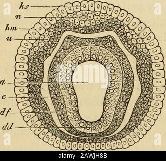 The evolution of man : a popular exposition of the principal points of human ontogeny and phylogeny . Stock Photo