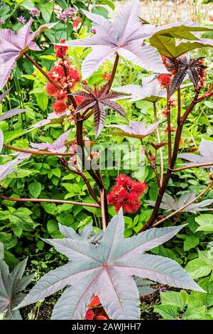 Botanical garden maintained by the University of Erlangen-Nuremberg, Erlangen, Franconia, Germany. Cultivation of plants. Stock Photo