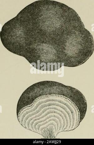 Introduction to the study of fungi : their organography, classification, and distribution for the use of collectors . Dothideoideae and Ehytismoideae the species arecompound, and in Dothideoideae the carbonaceous or coriaceousstroma is seldom broadly effused^ and the pseudo-peritheciadehisce when mature by an apical pore. The largest genus isPliyllachora, in which the stroma is either shield-like or shortlyeffused and superficial, and the species are most commonlyfound growing on leaves, and not rarely whilst they are stillliving, but sometimes wlien dead. The sporidia are uncolouredand unicel Stock Photo