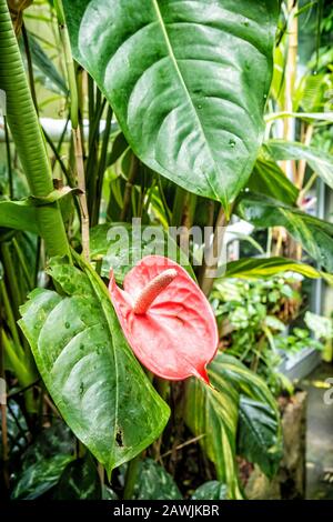 Botanical garden maintained by the University of Erlangen-Nuremberg, Erlangen, Franconia, Germany. Cultivation of plants. Stock Photo