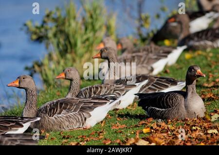 GREYLAG GOOSE (Anser anser) flock are resting on a riverbank, Scotland, UK. Stock Photo