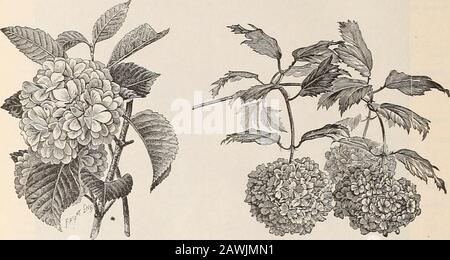 General catalogue of fruit and ornamental trees, shrubs, roses, etc . 103 ELLWANGER & BARRYS Viburnum nepalense. C. A robust growing shrub, ^vith cymes of white flowers, which appear later than thoseof the other Viburnums. 50e. V. Opulus. High, or Bush Cranberry. C. Both ornamental and useful. Its red berries, resembling cran-berries, esteemed by many, hang until destroyed by frost late in the faU; resembles the SnowbaU in woodand foliage. 35c. Tar. nanum. D. A very dwarf variety, forming a small bush two feet in height; does not produce any flowers. A pretty dwarf plant. T5e.var. steriUs. Gue Stock Photo