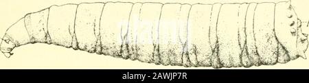 The house-fly, Musca domestica Linn: its structure, habits, development, relation to disease and control . -psp. ptsp. Fig. 93. Mature larva of Aiithomyia radicum Meig. x 12.p.&gt;&lt;p. Posterior spiracle. pt.ap. Anterior spiracular process, A same enlarged. In this species there are six pairs of spinous tubercles surroundingthe posterior end, and a seventh pair is situated on the ventralsurface posterior to the anus. The tubercles of the sixth pair, Stock Photo