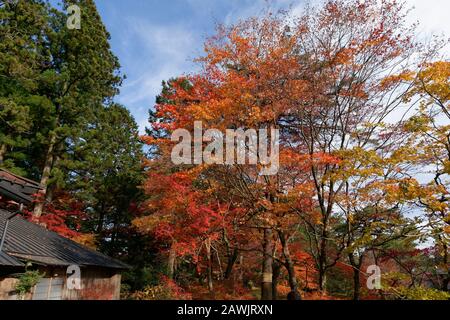 Colourful trees in autumn at Nikko in Autumn, Japan. Stock Photo