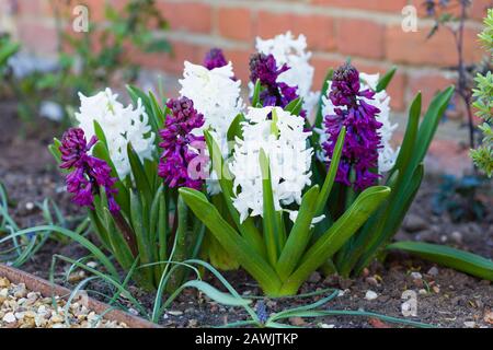 Spring hyacinth bulbs (Hyacinth Woodstock and Hyacinth Carnegie) in a flower garden, UK Stock Photo