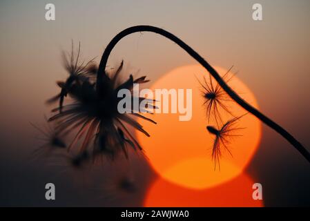 Silhouetted wilted dry flowers with sun set Stock Photo