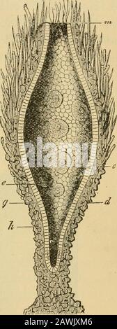 The evolution of man : a popular exposition of the principal points of human ontogeny and phylogeny . Figs. 180, 181.—Haliphysema primordiale, an extant Gastraea-forin.Fig. I8O0 External view of the whole spindle-shaped animal (attached by-its foot to seaweed). Fig. 181. Longitudinal section of the same. Theprimitive intestine (d) opens at its upper end in the primitive mouth (m).Between the whip.cells (g) lie amoeboid eggs (e). The skin-layer (h) belowis encrusted with grains of sand, above with sponge-spicules. opening at the top is the mouth-opening (Fig. 181, m).The two cell-strata forming Stock Photo