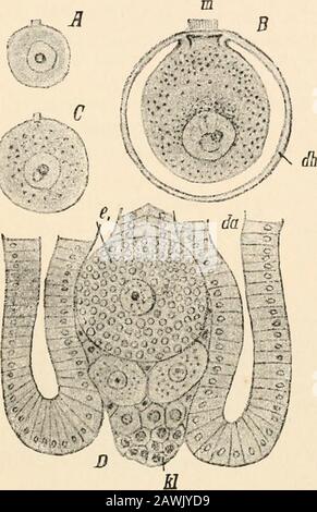 Text-book of comparative anatomy . The eggs here arise out of definitecells of the germinal epithelium, which grow more strongly and soon project beyondthe epithelium, with which, however, they remain for a time connected by a longstalk-like process. Through this stalk, in all probability, the nourishment of theegg by the epithelium takes place. Yolk granules, continually increasing in number,appear in the protoplasm of the egg. The nucleus becomes vesicular. The eggsecretes on its surface a yolk integument, which is broken through at the point THE EGG 29 where the egg joins the germinal epith Stock Photo