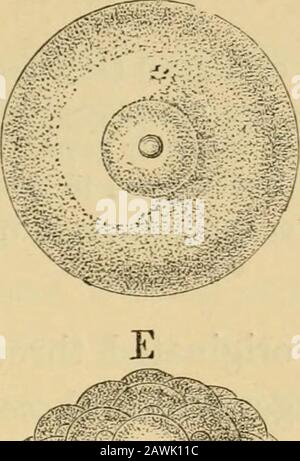 The evolution of man : a popular exposition of the principal points of human ontogeny and phylogeny . GERMINATION OF A CORAL. Stock Photo