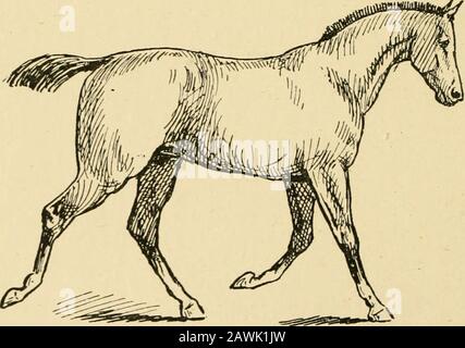 The horse in the stable and the field : his varieties, management in health and disease, anatomy, physiology, etc. . feet are raised, and the legs are rounded or bent; but the body is notthrust forward, nor are the shoulders moved in the same direction to anyappreciable extent. The consequence is, that the feet are deposited again. very close to the spot from which they are taken, and the pace is as slowas the walk. In the true trot, if it is well performed, the hind-legs mustbe moved as rapidly as, and with more force than, the fore-legs, becausethey have more work to do in propelling the bod Stock Photo