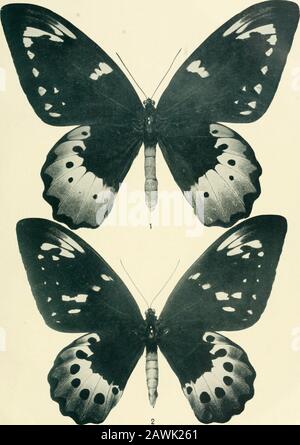 Lepidoptera Niepeltiana : Abbildungen und Beschreibungen neuer und wenig bekannter Lepidoptera . TAFEL V.. 1) Papilio (Ornithoptera) supremus Roeb. V - 2) Papilio (Ornithoptera) supremus f. atlas R. & J. &lt; TAFEL VI.