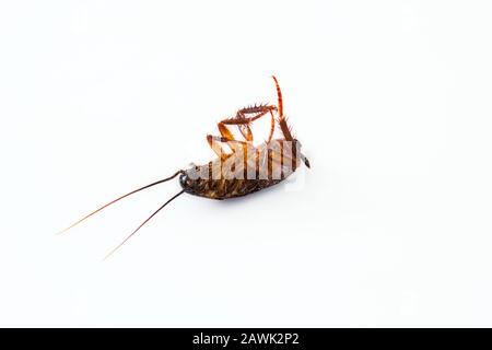 Closeup of a dead cockroach isolated against a pure white background Stock Photo