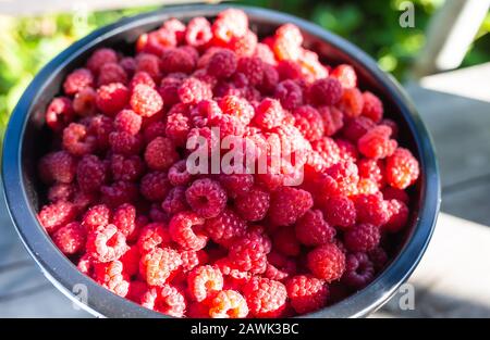 Fresh raspberries in a bucket background closeup photo Stock Photo