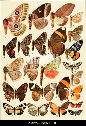 Lepidoptera Niepeltiana : Abbildungen und Beschreibungen neuer und wenig bekannter Lepidoptera . TAFEL IV.. TAFEL V.