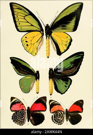 Lepidoptera Niepeltiana : Abbildungen und Beschreibungen neuer und wenig bekannter Lepidoptera . TAFEL III.. TAFEL IV.