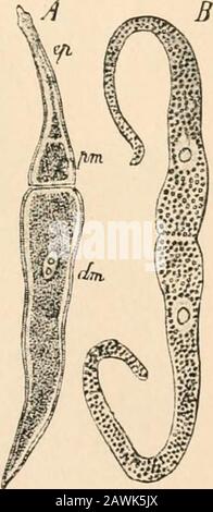 Text-book of comparative anatomy . The divisions of the Bopyri