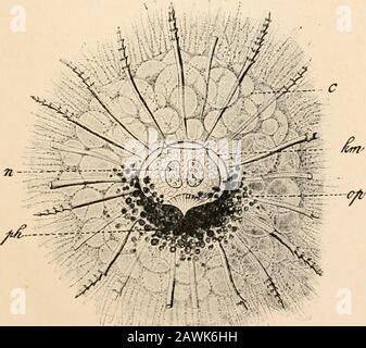 Text Book Of Comparative Anatomy Fig 7 Cortina Typus After Haec Kel Not Quite Fully Drawn S Skeletalring 1 2 3 4 Principal Rays N Nu Cleus Ot Oil Drops Pc Podoconus Fio